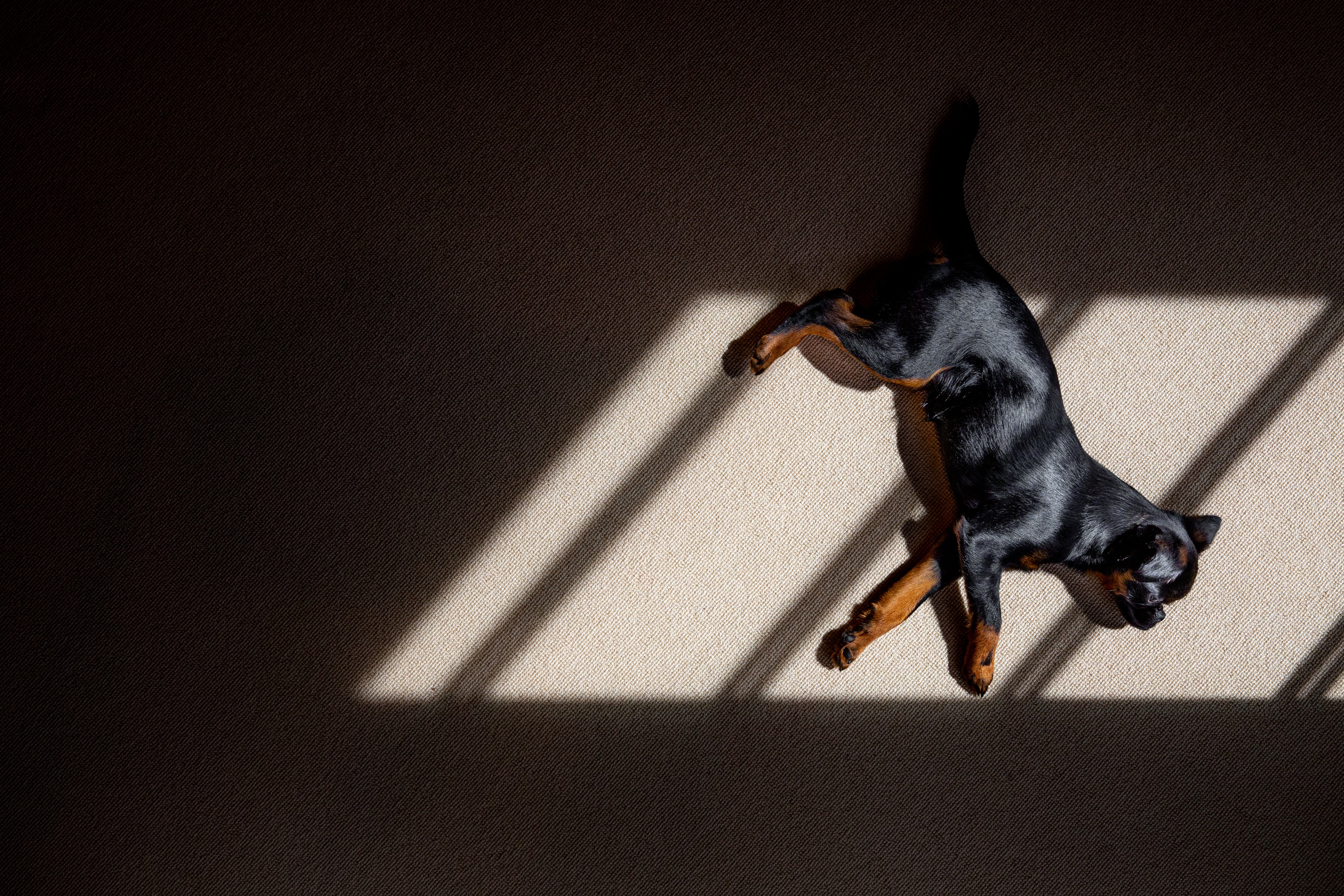 brussels-griffon-dog-lays-in-the-window-light.jpg