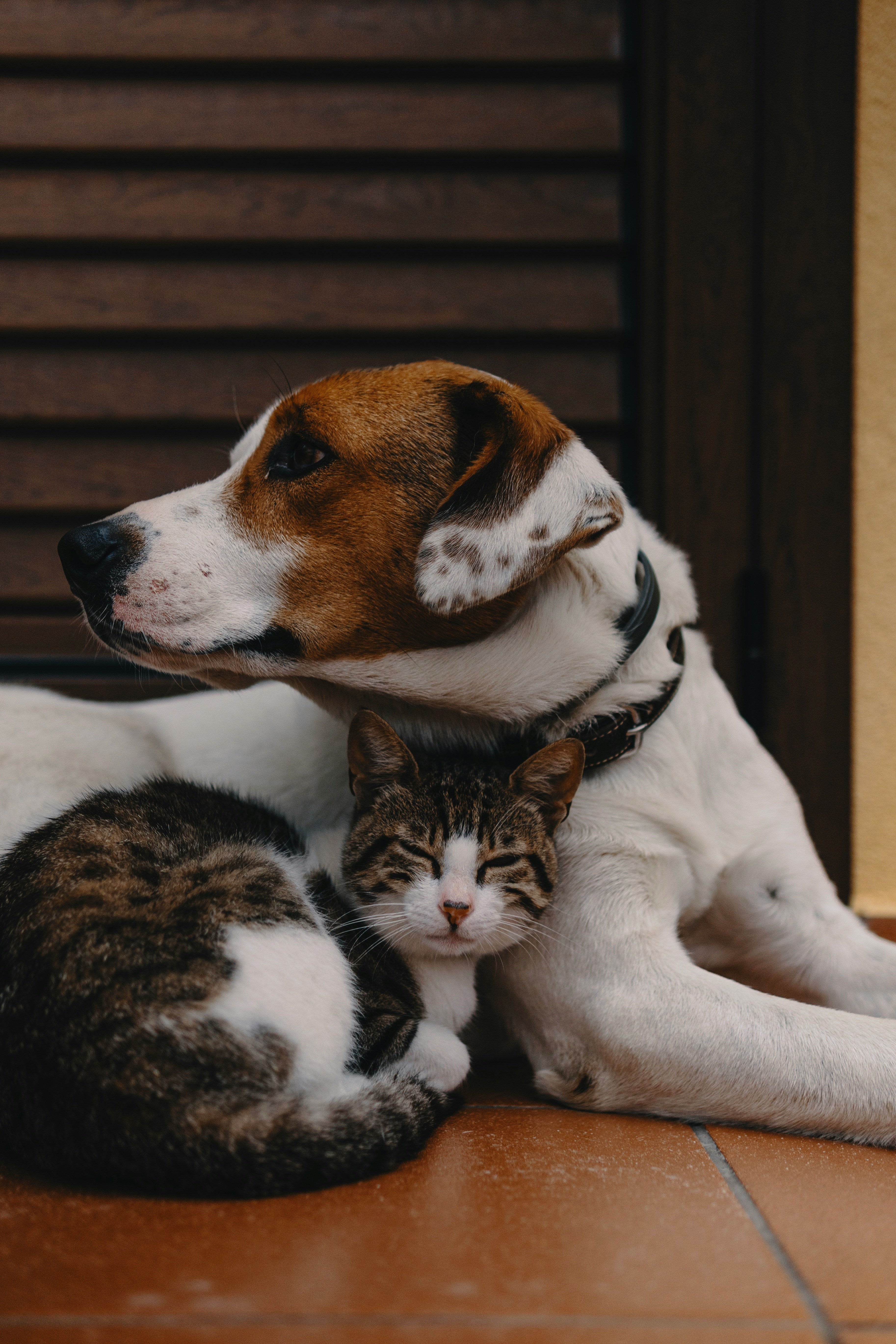 cat_with_dog.jpg