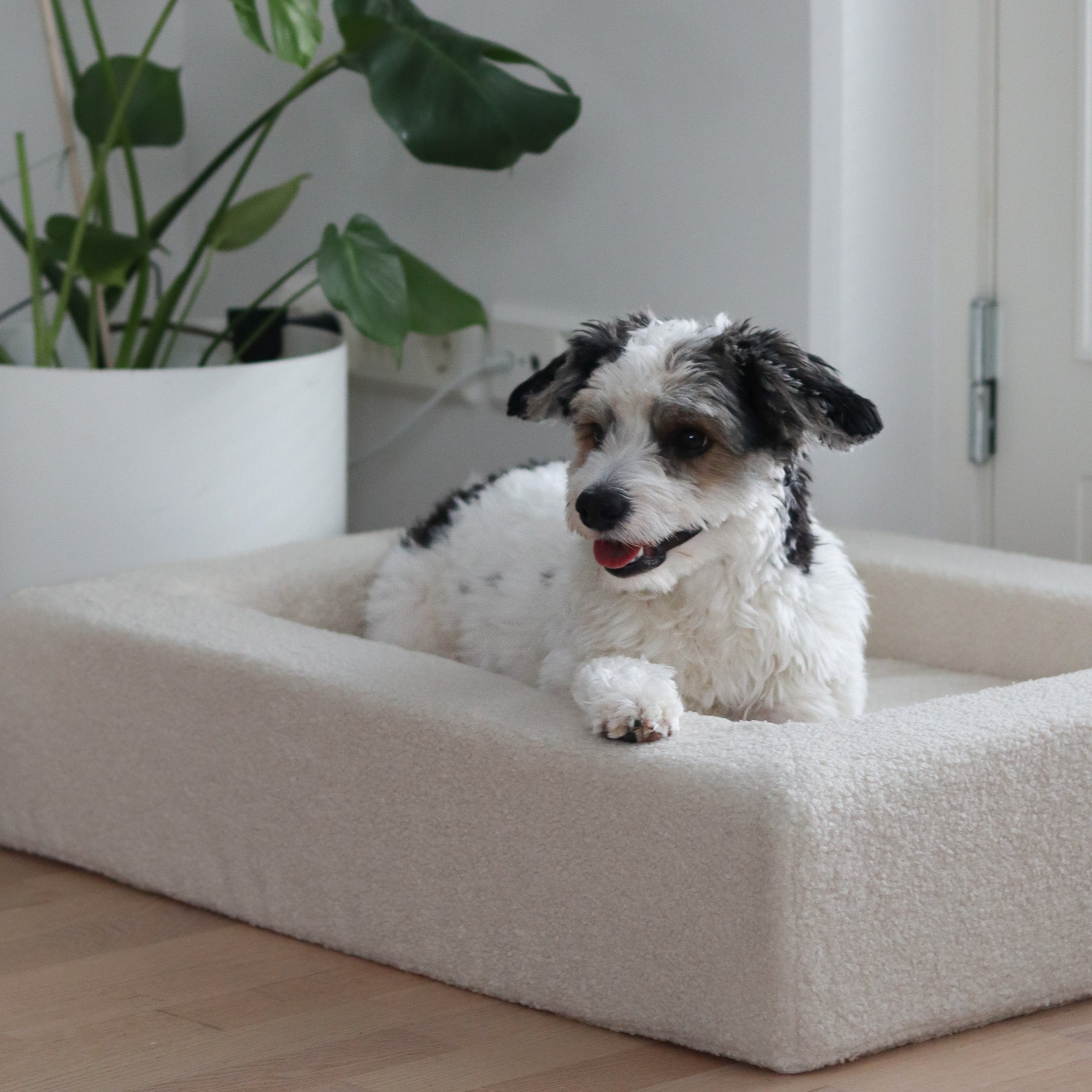 Small white and black dog lying on a fluffy white pet bed indoors.