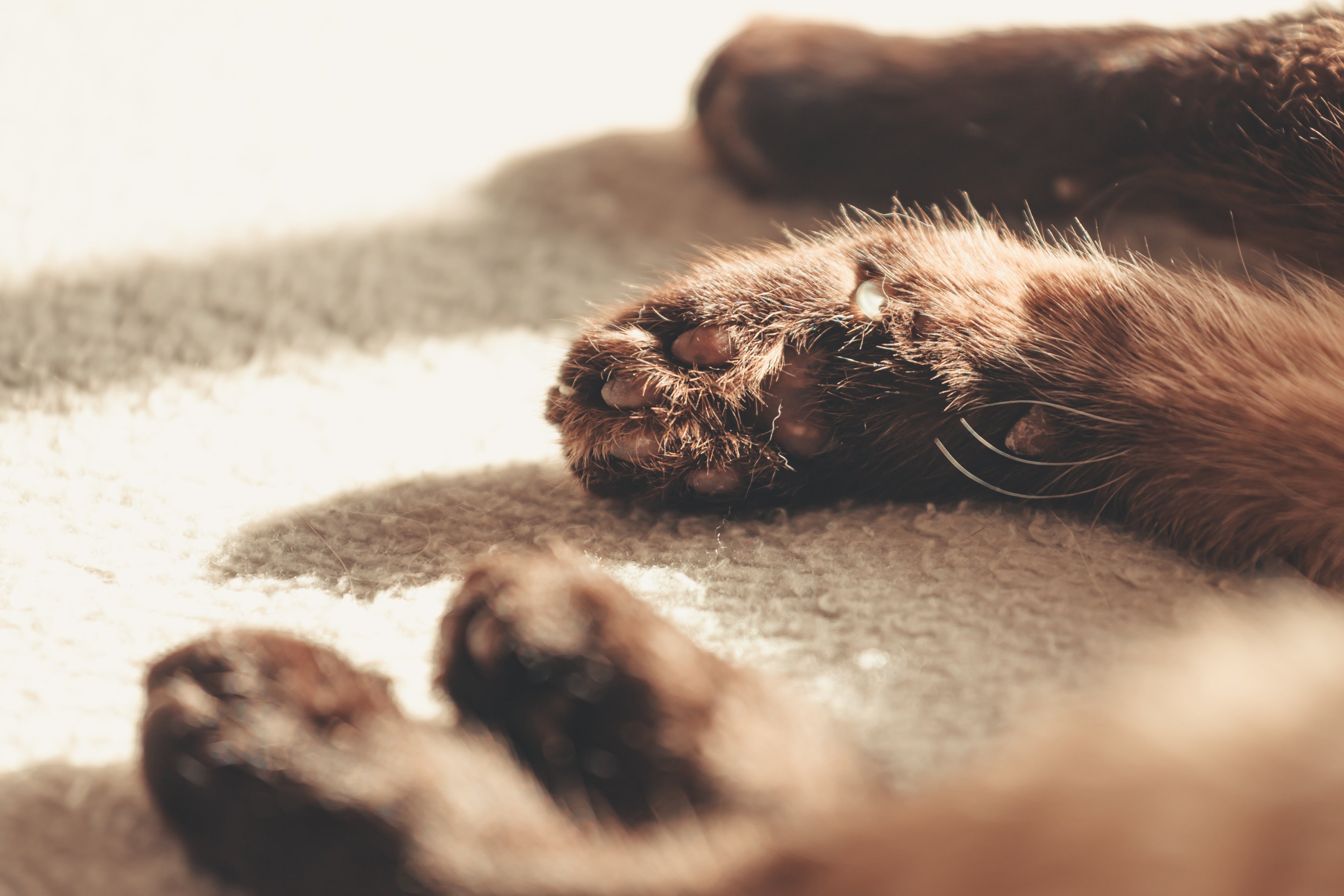 the-paws-of-a-brown-fluffy-cat.jpg